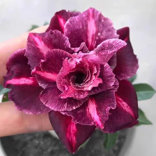 Winterharte mehrjährige，Seltene Rosen，Einfach zu Pflegen，Schnelles Wachstum-mit Auffälligen Blüten (1, C) von XKALKWJA