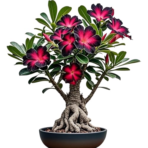 Winterharte mehrjährige，Seltene Rosen，Einfach zu Pflegen，Schnelles Wachstum-mit Auffälligen Blüten (2, A) von XKALKWJA