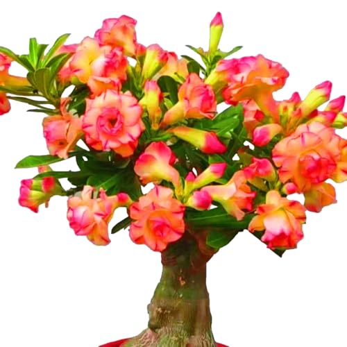 Winterharte mehrjährige，Seltene Rosen，Einfach zu Pflegen，Schnelles Wachstum-mit Auffälligen Blüten (2, A) von XKALKWJA