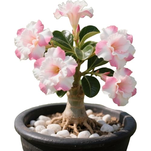 Winterharte mehrjährige，Seltene Rosen，Einfach zu Pflegen，Schnelles Wachstum-mit Auffälligen Blüten (2, A) von XKALKWJA