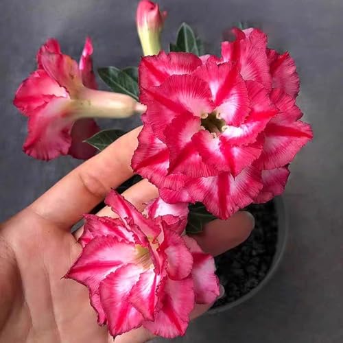 Winterharte mehrjährige，Seltene Rosen，Einfach zu Pflegen，Schnelles Wachstum-mit Auffälligen Blüten (2, A) von XKALKWJA
