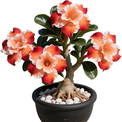 Winterharte mehrjährige，Seltene Rosen，Einfach zu Pflegen，Schnelles Wachstum-mit Auffälligen Blüten (2, B) von XKALKWJA