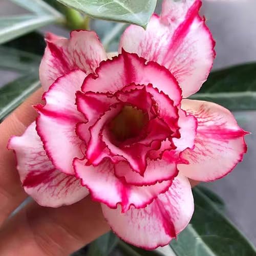 Winterharte mehrjährige，Seltene Rosen，Einfach zu Pflegen，Schnelles Wachstum-mit Auffälligen Blüten (2, C) von XKALKWJA