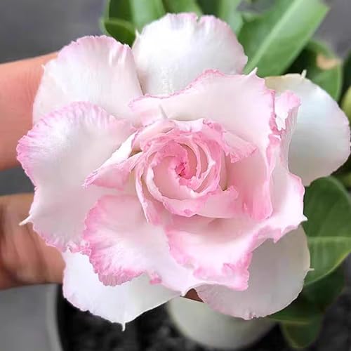 Winterharte mehrjährige，Seltene Rosen，Einfach zu Pflegen，Schnelles Wachstum-mit Auffälligen Blüten (2, C) von XKALKWJA
