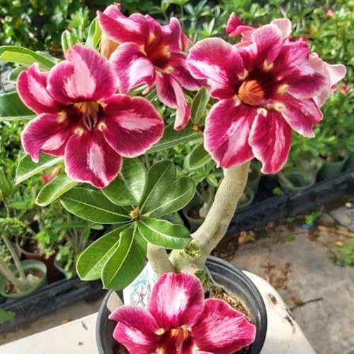 Winterharte mehrjährige，Seltene Rosen，Einfach zu Pflegen，Schnelles Wachstum-mit Auffälligen Blüten (2, D) von XKALKWJA
