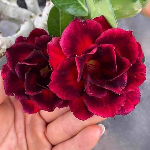 Winterharte mehrjährige，Seltene Rosen，Einfach zu Pflegen，Schnelles Wachstum-mit Auffälligen Blüten (2, D) von XKALKWJA