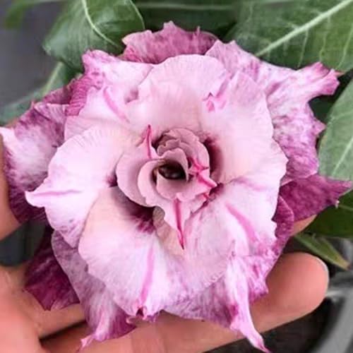 Winterharte mehrjährige，Seltene Rosen，Einfach zu Pflegen，Schnelles Wachstum-mit Auffälligen Blüten (2, D) von XKALKWJA