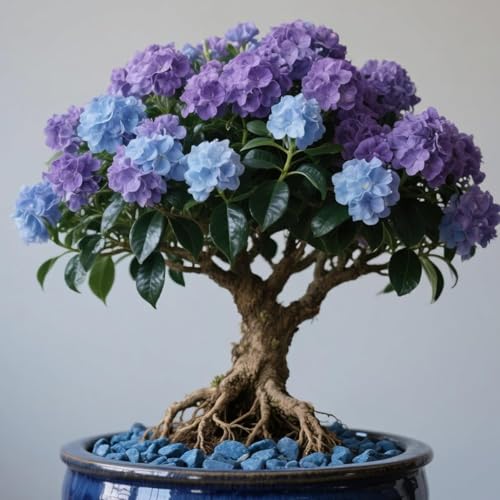 Winterharte mehrjährige，Seltene Rosen，Einfach zu Pflegen，Schnelles Wachstum-mit Auffälligen Blüten (2, D) von XKALKWJA
