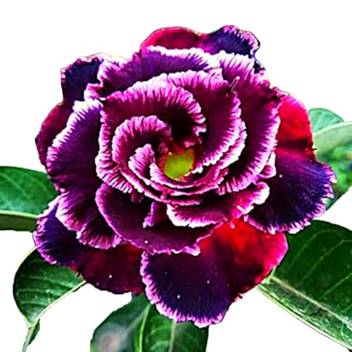 Winterharte mehrjährige，Seltene Rosen，Einfach zu Pflegen，Schnelles Wachstum-mit Auffälligen Blüten (3, A) von XKALKWJA