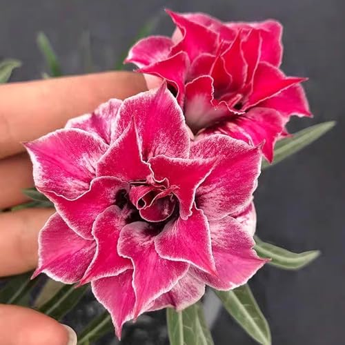 Winterharte mehrjährige，Seltene Rosen，Einfach zu Pflegen，Schnelles Wachstum-mit Auffälligen Blüten (3, A) von XKALKWJA