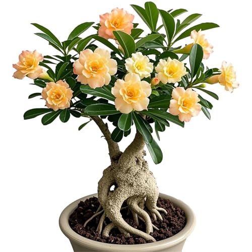 Winterharte mehrjährige，Seltene Rosen，Einfach zu Pflegen，Schnelles Wachstum-mit Auffälligen Blüten (3, B) von XKALKWJA