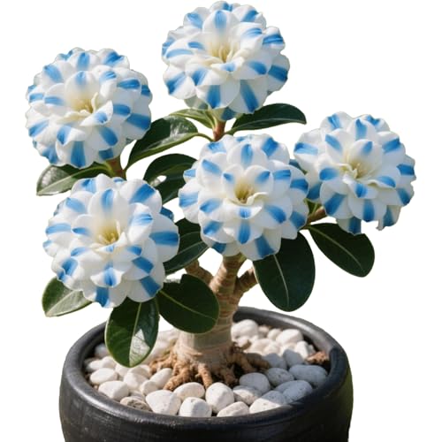Winterharte mehrjährige，Seltene Rosen，Einfach zu Pflegen，Schnelles Wachstum-mit Auffälligen Blüten (3, B) von XKALKWJA