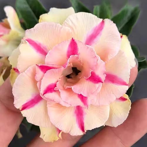 Winterharte mehrjährige，Seltene Rosen，Einfach zu Pflegen，Schnelles Wachstum-mit Auffälligen Blüten (3, B) von XKALKWJA