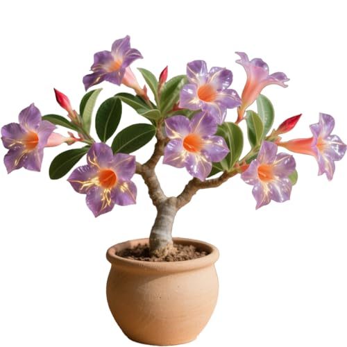 Winterharte mehrjährige，Seltene Rosen，Einfach zu Pflegen，Schnelles Wachstum-mit Auffälligen Blüten (3, C) von XKALKWJA