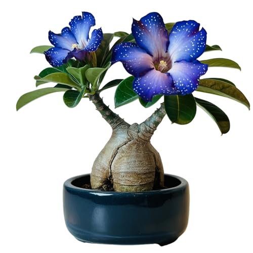 Winterharte mehrjährige，Seltene Rosen，Einfach zu Pflegen，Schnelles Wachstum-mit Auffälligen Blüten (3, D) von XKALKWJA