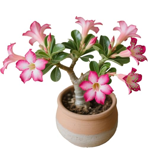 Winterharte mehrjährige，Seltene Rosen，Einfach zu Pflegen，Schnelles Wachstum-mit Auffälligen Blüten (3, D) von XKALKWJA