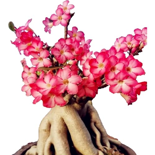 Winterharte mehrjährige，Seltene Rosen，Einfach zu Pflegen，Schnelles Wachstum-mit Auffälligen Blüten (3, D) von XKALKWJA