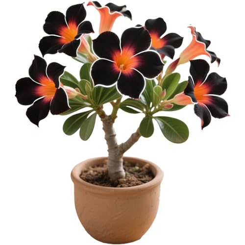 Winterharte mehrjährige，Seltene Rosen，Einfach zu Pflegen，Schnelles Wachstum-mit Auffälligen Blüten (3, D) von XKALKWJA