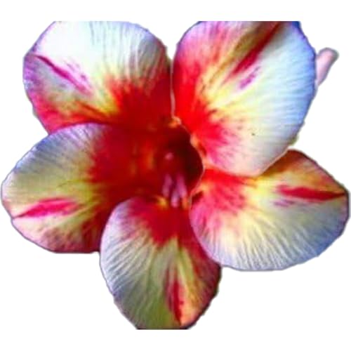 Winterharte mehrjährige，Seltene Rosen，Einfach zu Pflegen，Schnelles Wachstum-mit Auffälligen Blüten (3, D) von XKALKWJA