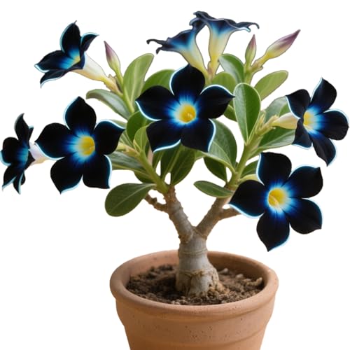 Winterharte mehrjährige，Seltene Rosen，Einfach zu Pflegen，Schnelles Wachstum-mit Auffälligen Blüten (4, A) von XKALKWJA