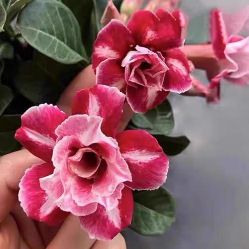 Winterharte mehrjährige，Seltene Rosen，Einfach zu Pflegen，Schnelles Wachstum-mit Auffälligen Blüten (4, A) von XKALKWJA