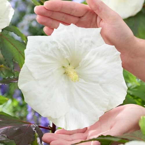 Winterharte mehrjährige，Seltene Rosen，Einfach zu Pflegen，Schnelles Wachstum-mit Auffälligen Blüten (4, A) von XKALKWJA