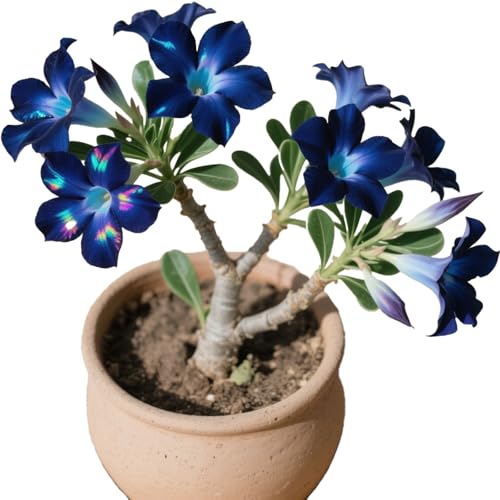 Winterharte mehrjährige，Seltene Rosen，Einfach zu Pflegen，Schnelles Wachstum-mit Auffälligen Blüten (4, B) von XKALKWJA