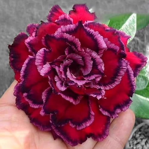 Winterharte mehrjährige，Seltene Rosen，Einfach zu Pflegen，Schnelles Wachstum-mit Auffälligen Blüten (4, B) von XKALKWJA
