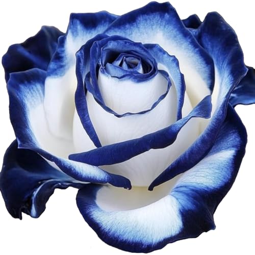 Winterharte mehrjährige，Seltene Rosen，Einfach zu Pflegen，Schnelles Wachstum-mit Auffälligen Blüten (4, B) von XKALKWJA