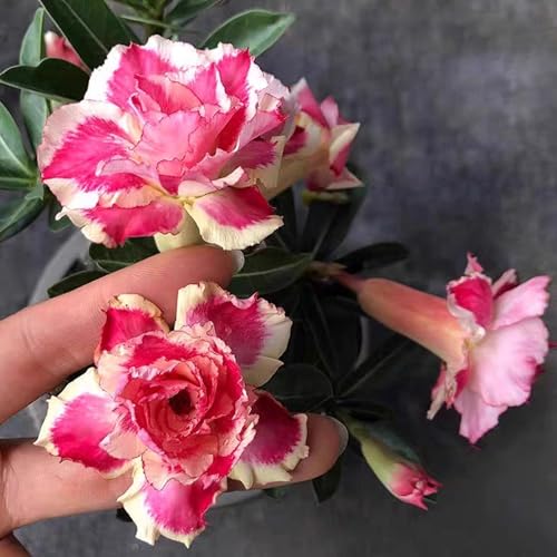 Winterharte mehrjährige，Seltene Rosen，Einfach zu Pflegen，Schnelles Wachstum-mit Auffälligen Blüten (4, B) von XKALKWJA