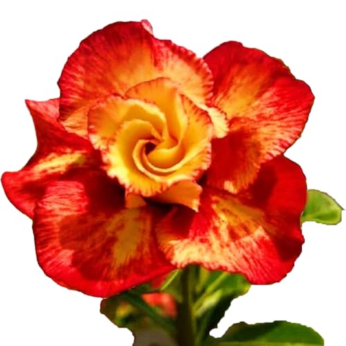 Winterharte mehrjährige，Seltene Rosen，Einfach zu Pflegen，Schnelles Wachstum-mit Auffälligen Blüten (4, B) von XKALKWJA