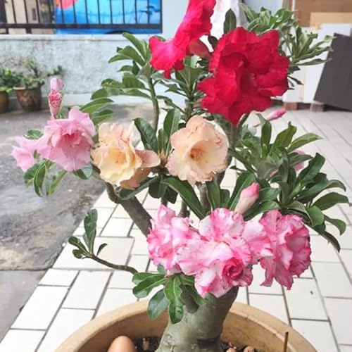Winterharte mehrjährige，Seltene Rosen，Einfach zu Pflegen，Schnelles Wachstum-mit Auffälligen Blüten (4, B) von XKALKWJA
