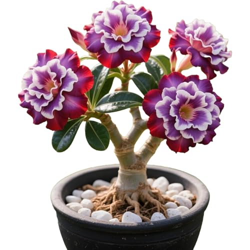 Winterharte mehrjährige，Seltene Rosen，Einfach zu Pflegen，Schnelles Wachstum-mit Auffälligen Blüten (4, C) von XKALKWJA
