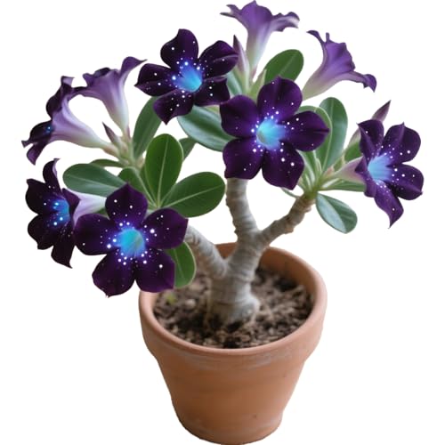 Winterharte mehrjährige，Seltene Rosen，Einfach zu Pflegen，Schnelles Wachstum-mit Auffälligen Blüten (4, C) von XKALKWJA