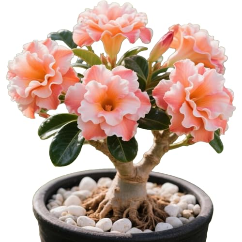 Winterharte mehrjährige，Seltene Rosen，Einfach zu Pflegen，Schnelles Wachstum-mit Auffälligen Blüten (4, C) von XKALKWJA