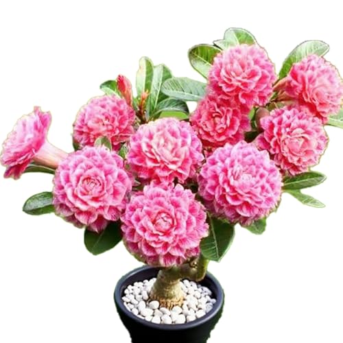 Winterharte mehrjährige，Seltene Rosen，Einfach zu Pflegen，Schnelles Wachstum-mit Auffälligen Blüten (4, C) von XKALKWJA