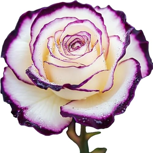 Winterharte mehrjährige，Seltene Rosen，Einfach zu Pflegen，Schnelles Wachstum-mit Auffälligen Blüten (4, C) von XKALKWJA