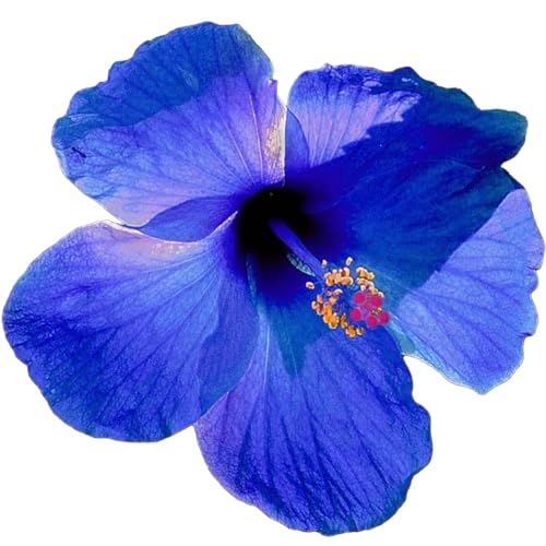 Winterharte mehrjährige，Seltene Rosen，Einfach zu Pflegen，Schnelles Wachstum-mit Auffälligen Blüten (4, C) von XKALKWJA