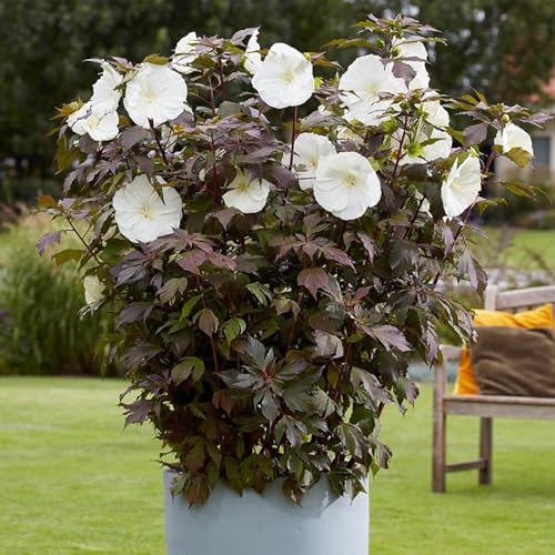 Winterharte mehrjährige，Seltene Rosen，Einfach zu Pflegen，Schnelles Wachstum-mit Auffälligen Blüten (4, C) von XKALKWJA