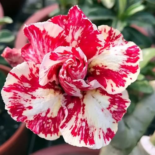 Winterharte mehrjährige，Seltene Rosen，Einfach zu Pflegen，Schnelles Wachstum-mit Auffälligen Blüten (4, D) von XKALKWJA