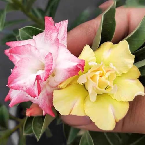 Winterharte mehrjährige，Seltene Rosen，Einfach zu Pflegen，Schnelles Wachstum-mit Auffälligen Blüten (4, D) von XKALKWJA