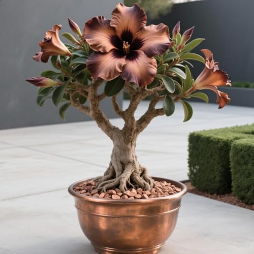 Winterharte mehrjährige，Seltene Rosen，Einfach zu Pflegen，Schnelles Wachstum-mit Auffälligen Blüten (4, D) von XKALKWJA