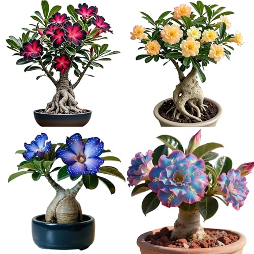 Winterharte mehrjährige，Seltene Rosen，Einfach zu Pflegen，Schnelles Wachstum-mit Auffälligen Blüten (4, E) von XKALKWJA