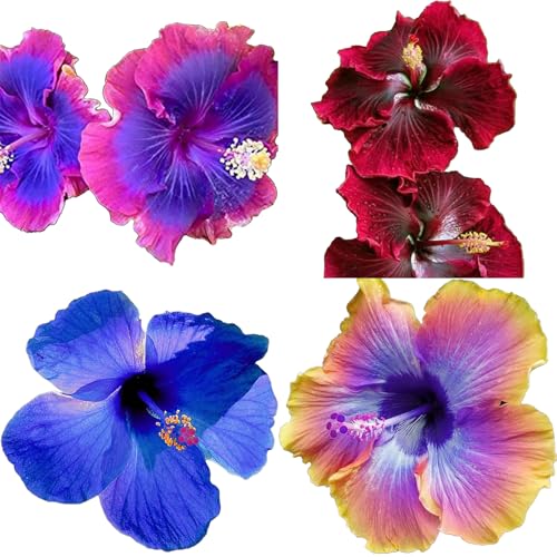 Winterharte mehrjährige，Seltene Rosen，Einfach zu Pflegen，Schnelles Wachstum-mit Auffälligen Blüten (4, E) von XKALKWJA