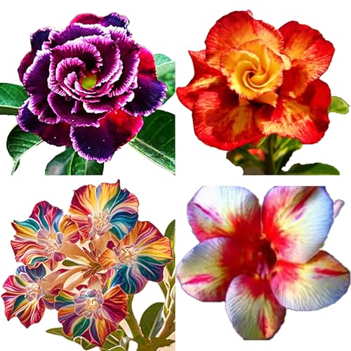 Winterharte mehrjährige，Seltene Rosen，Einfach zu Pflegen，Schnelles Wachstum-mit Auffälligen Blüten (4, E) von XKALKWJA