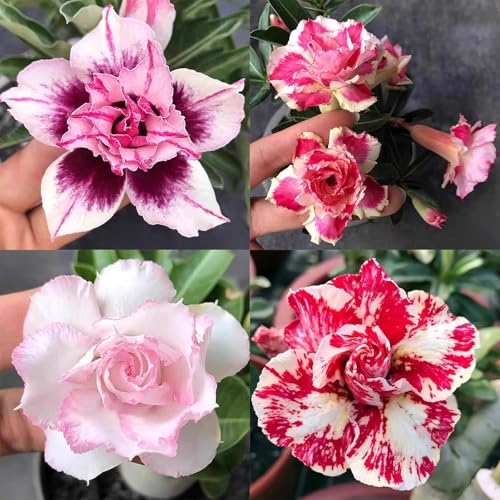 Winterharte mehrjährige，Seltene Rosen，Einfach zu Pflegen，Schnelles Wachstum-mit Auffälligen Blüten (4, E) von XKALKWJA