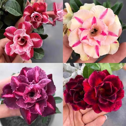 Winterharte mehrjährige，Seltene Rosen，Einfach zu Pflegen，Schnelles Wachstum-mit Auffälligen Blüten (4, E) von XKALKWJA