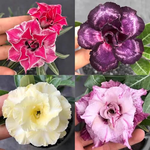 Winterharte mehrjährige，Seltene Rosen，Einfach zu Pflegen，Schnelles Wachstum-mit Auffälligen Blüten (4, E) von XKALKWJA