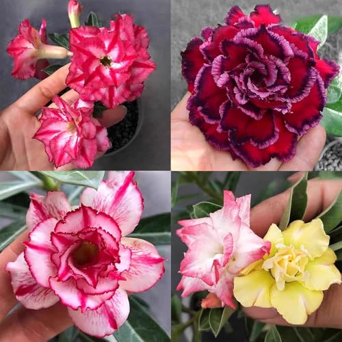Winterharte mehrjährige，Seltene Rosen，Einfach zu Pflegen，Schnelles Wachstum-mit Auffälligen Blüten (4, E) von XKALKWJA