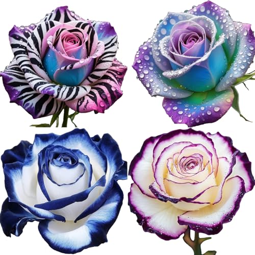 Winterharte mehrjährige，Seltene Rosen，Einfach zu Pflegen，Schnelles Wachstum-mit Auffälligen Blüten (4, E) von XKALKWJA